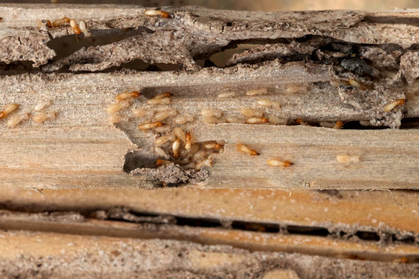 Best Pest Inspection Near Me  in Farmersburg, IN